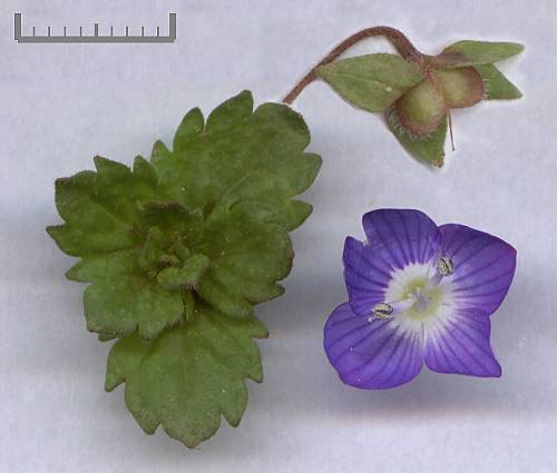 Photo of Persian Speedwell (Veronica persica) uploaded by Calif_Sue