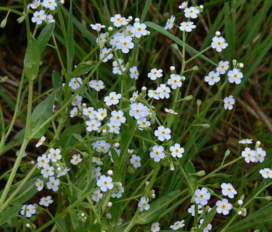 Photo of Water Forget-Me-Not (Myosotis scorpioides) uploaded by Calif_Sue