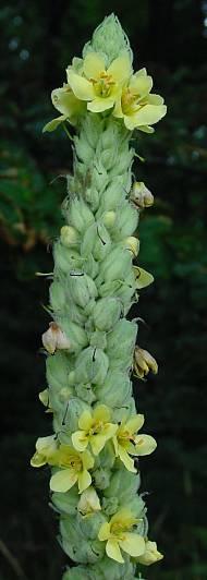 Photo of Common Mullein (Verbascum thapsus) uploaded by Calif_Sue