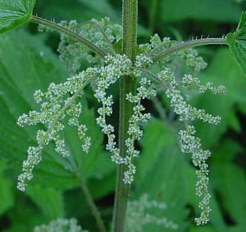 Photo of Stinging Nettle (Urtica dioica) uploaded by Calif_Sue