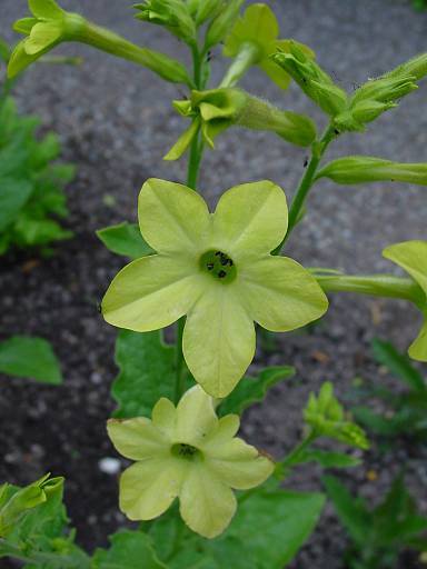 Photo of Flowering Tobacco (Nicotiana alata 'Lime Green') uploaded by Calif_Sue