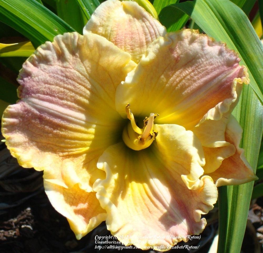 Photo of Daylily (Hemerocallis 'Frequent Comment') uploaded by ElizabeteRutens