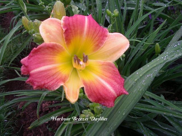 Photo of Daylily (Hemerocallis 'Prairie Blossoms') uploaded by Joy