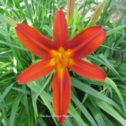
Photo Courtesy of Harbour Breezes Daylilies. Used with Permission