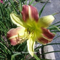 
Photo Courtesy of Harbour Breezes Daylilies. Used with Permission
