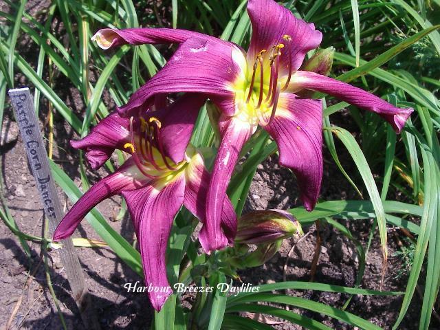 Photo of Daylily (Hemerocallis 'Purple Corn Dancer') uploaded by Joy