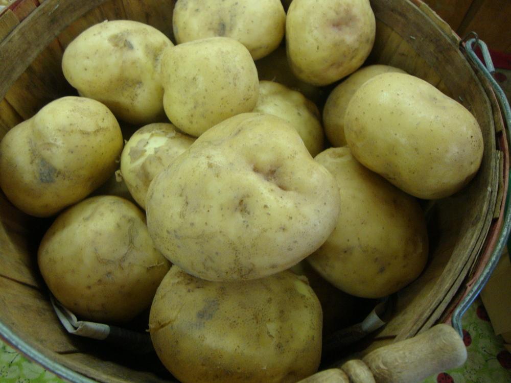 Photo of Potato (Solanum tuberosum 'Yukon Gold') uploaded by Paul2032
