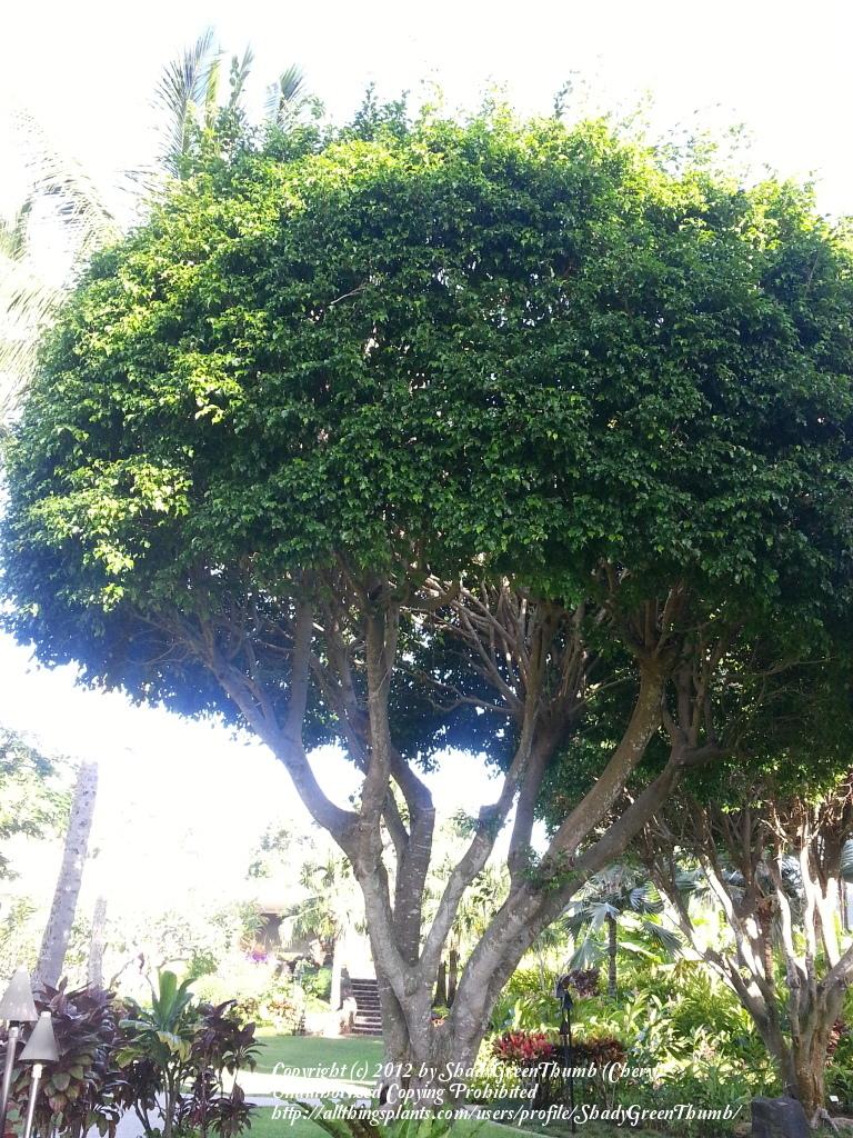 Photo of Chinese Banyan (Ficus microcarpa) uploaded by ShadyGreenThumb