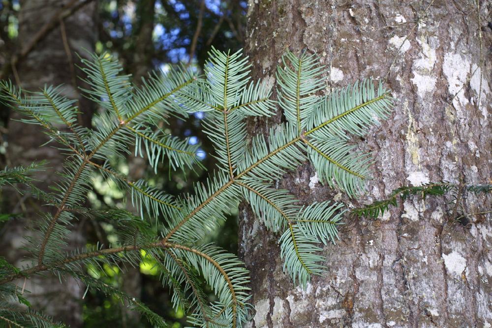 Photo of Grand Fir (Abies grandis) uploaded by SongofJoy