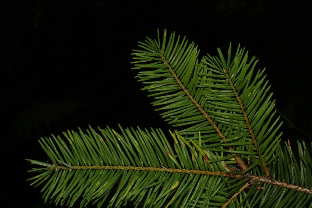 Photo of Grand Fir (Abies grandis) uploaded by SongofJoy