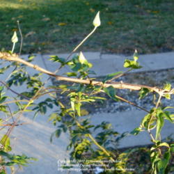 Location: Garland (Dallas), TX
Date: 2012-11-12
November buds twining around Rose of Sharon tree branch.