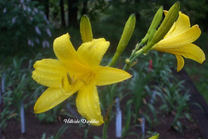 Photo of Daylily (Hemerocallis lilioasphodelus) uploaded by Joy