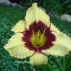 Photo Courtesy of Hillside Daylilies. Used with Permission
