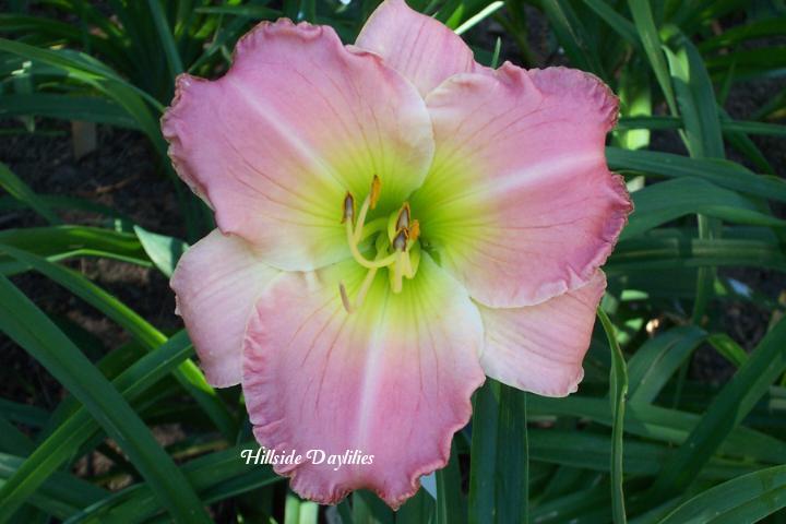 Photo of Daylily (Hemerocallis 'Pink Fanfare') uploaded by Joy