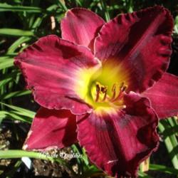 
Photo Courtesy of Hillside Daylilies. Used with Permission