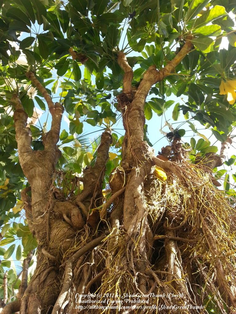 Photo of Umbrella Tree (Heptapleurum actinophyllum) uploaded by ShadyGreenThumb