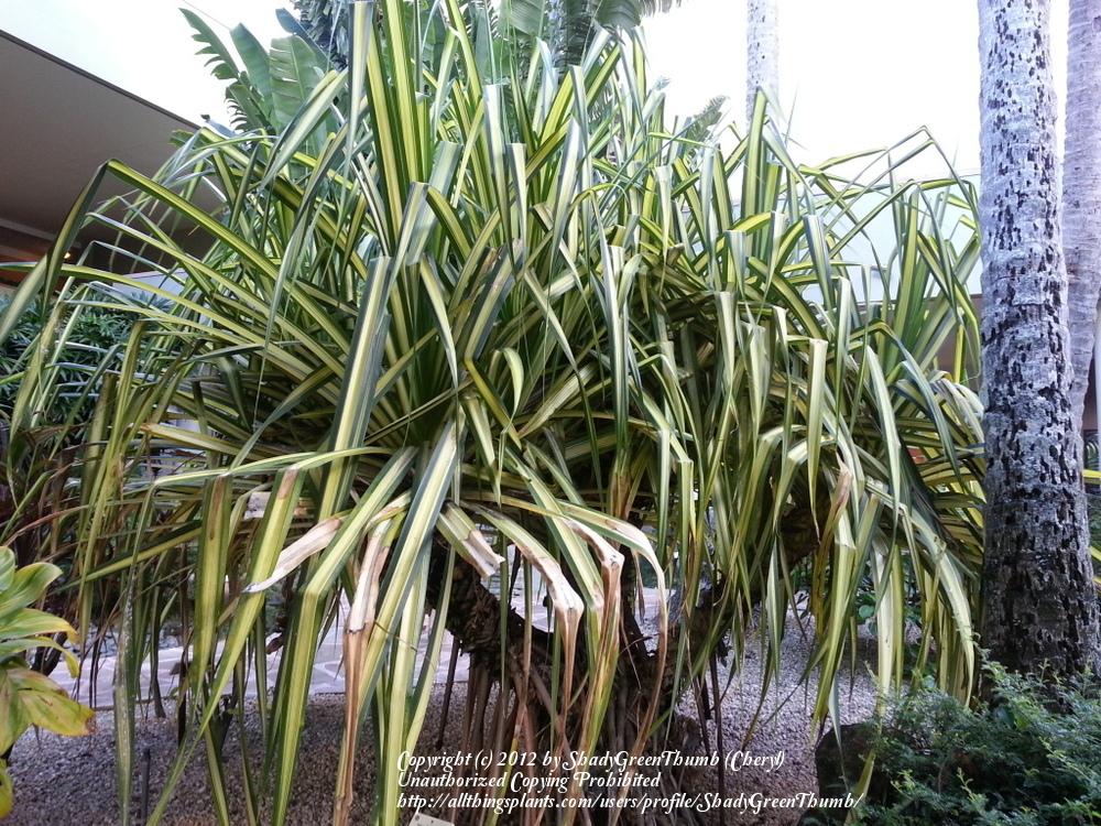 Photo of Screw Pine (Pandanus tectorius) uploaded by ShadyGreenThumb