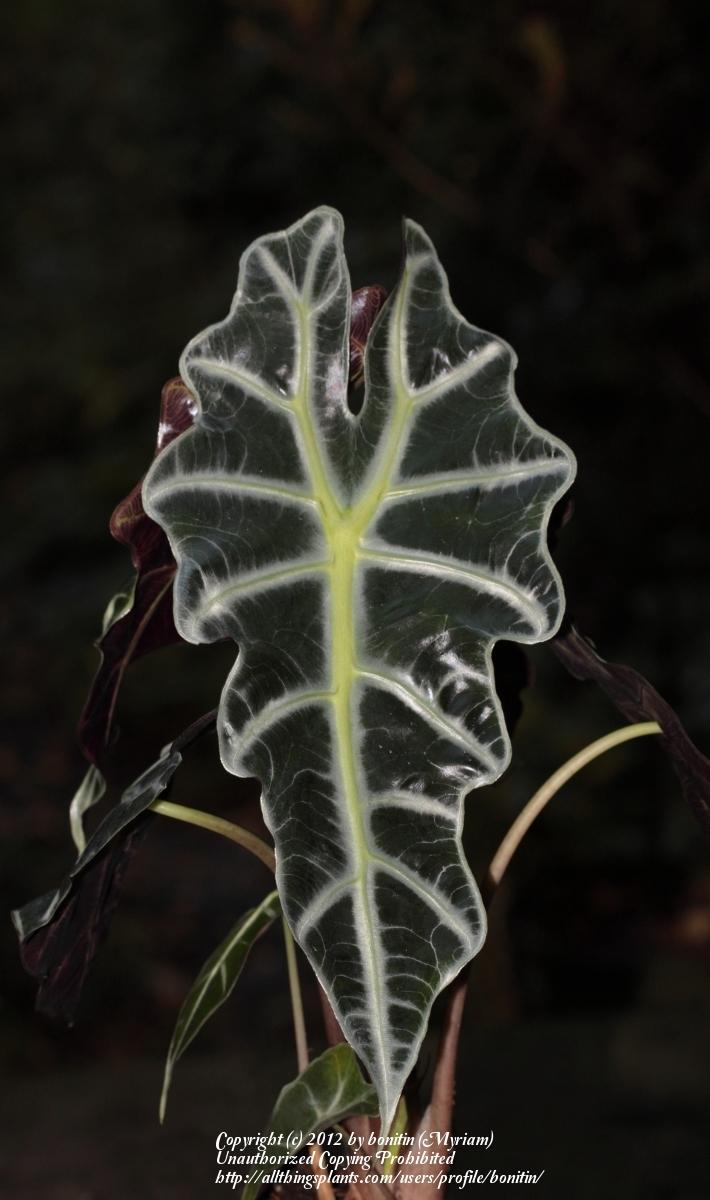 Photo of Kris Plant (Alocasia sanderiana) uploaded by bonitin
