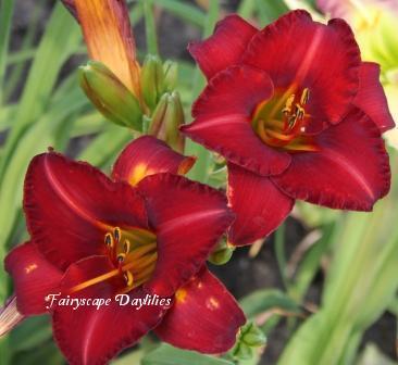 Photo of Daylily (Hemerocallis 'Caught Red Handed') uploaded by Joy
