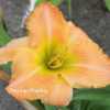Photo Courtesy of Fairyscape Daylilies. Used with Permission