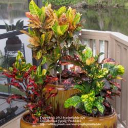 Location: Daytona Beach, Florida
Date: 2012-11-13 
Codiaeum variegatum 'Petra', 'Mamey' and 'Magnificent'