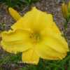 Photo Courtesy of Valley of the Daylilies. Used with Permission