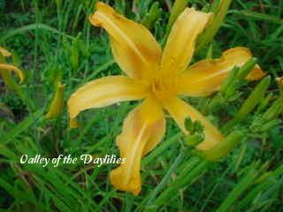 Photo of Daylily (Hemerocallis 'Scorpio') uploaded by Joy