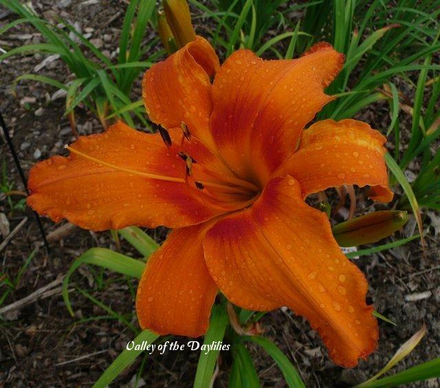 Photo of Daylily (Hemerocallis 'Orange Splash') uploaded by Joy