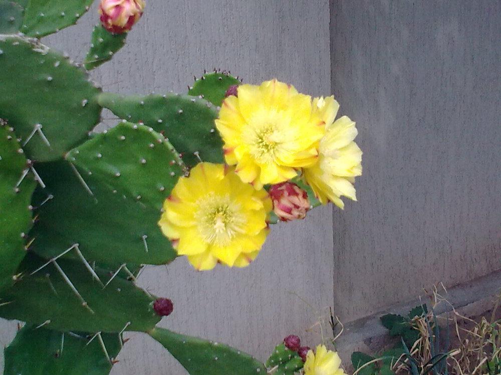 Photo of Prickly Pear (Opuntia monacanthos) uploaded by KAMasud