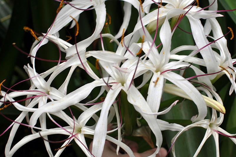 Photo of Crinum (Crinum mauritianum) uploaded by SongofJoy
