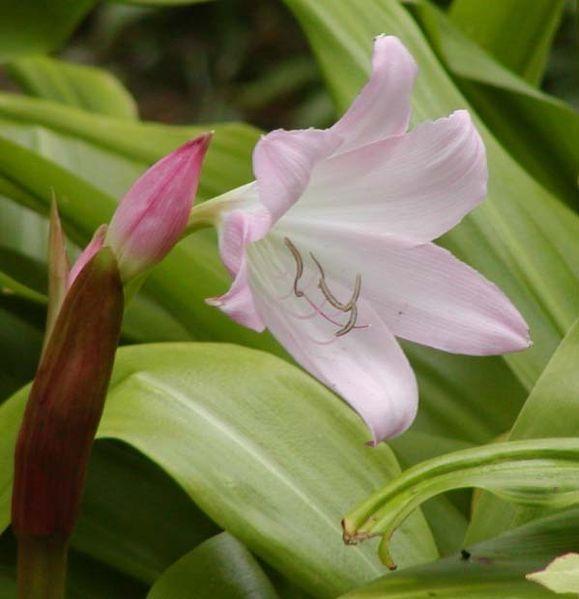 Photo of Natal Lily (Crinum moorei) uploaded by SongofJoy