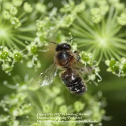 Location: my garden in Gent, Belgium
Date: 2011-05-04
Great food source for Honeybees! :)