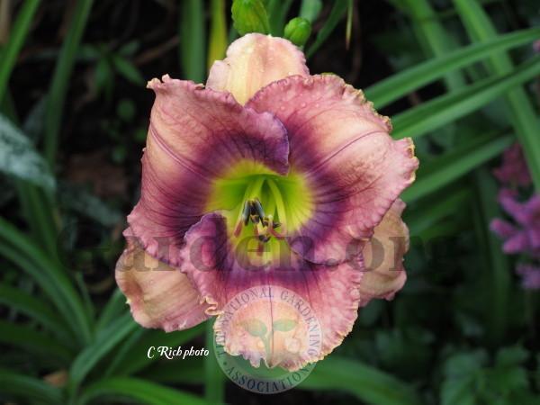 Photo of Daylily (Hemerocallis 'First Officers Log') uploaded by Char