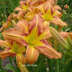 
Photo Courtesy of Valley of the Daylilies. Used with Permission