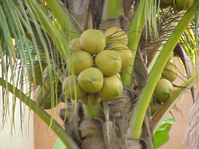 Photo of Coconut Palm (Cocos nucifera) uploaded by SongofJoy