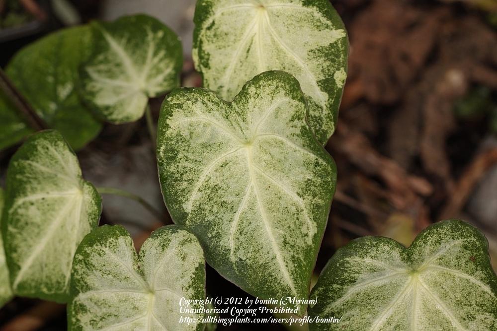 Photo of Fancy-leaf Caladium (Caladium 'Aaron') uploaded by bonitin