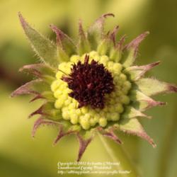 Location: My garden in Gent, Belgium
Date: 2012-05-23
Young seedpod, also very pretty!