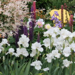 Location: Schreiners Gardens
Date: 2012-05-31