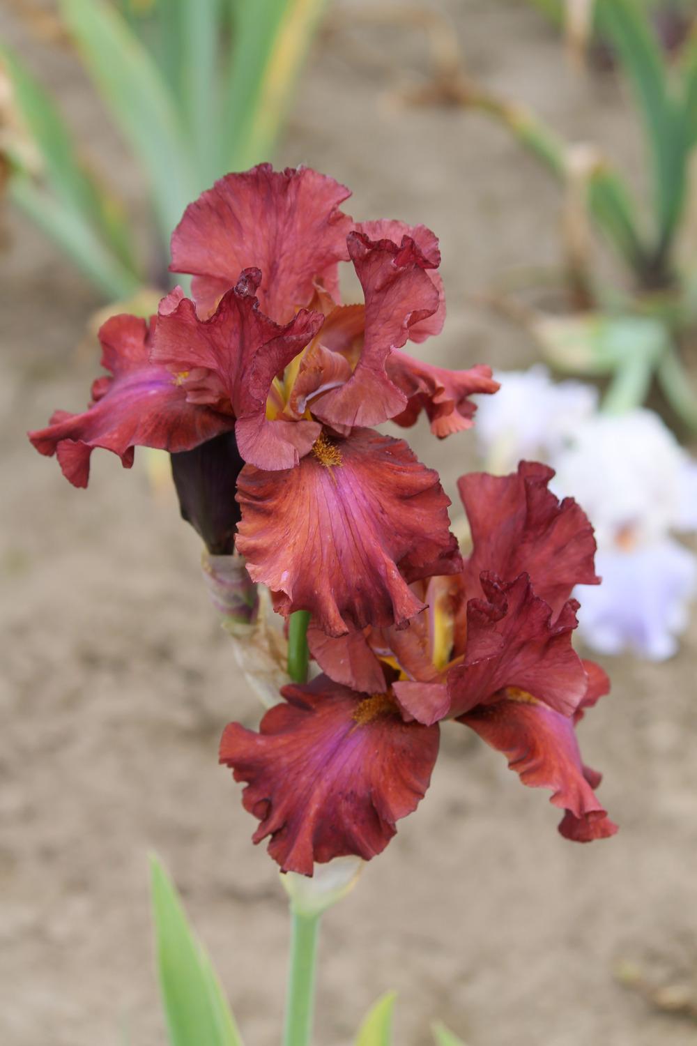 Photo of Tall Bearded Iris (Iris 'Bev') uploaded by ARUBA1334