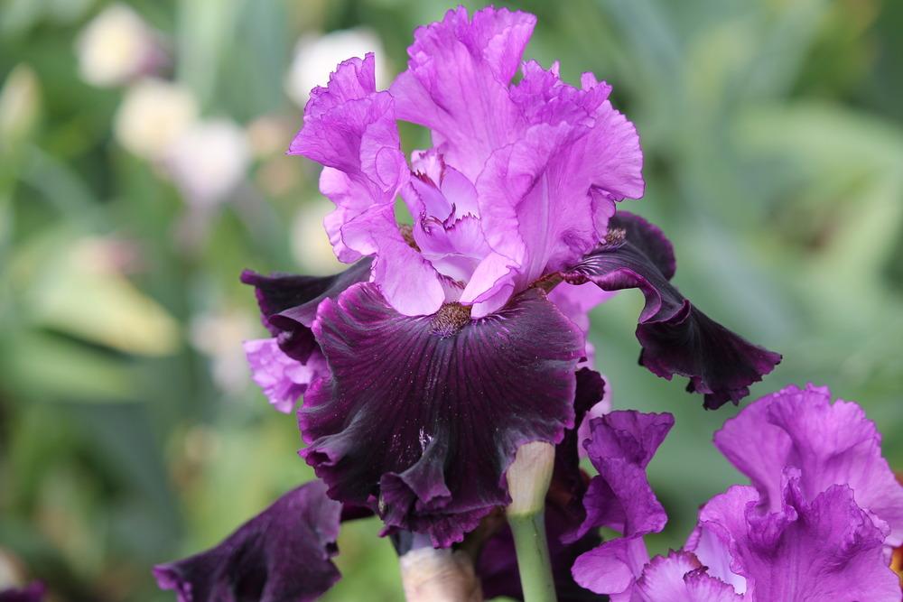 Photo of Tall Bearded Iris (Iris 'Dangerous Liaison') uploaded by ARUBA1334