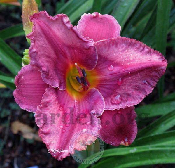 Photo of Daylily (Hemerocallis 'Repertoire of Responses') uploaded by Char