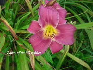 Photo of Daylily (Hemerocallis 'Unique Purple') uploaded by Joy