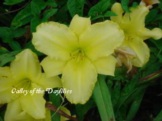 Photo of Daylily (Hemerocallis 'Lahaina') uploaded by Joy