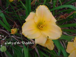 Photo of Daylily (Hemerocallis 'Native Born') uploaded by Joy