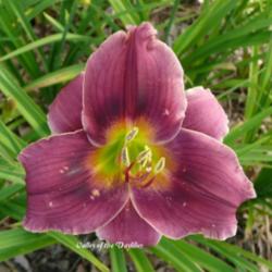 
Photo Courtesy of Valley of the Daylilies. Used with Permission