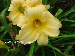 Photo of Daylily (Hemerocallis 'Nature's Diadem') uploaded by Joy