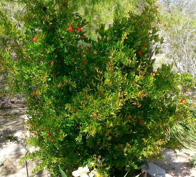 Photo of Dwarf Pomegranate (Punica granatum 'Nana') uploaded by SongofJoy