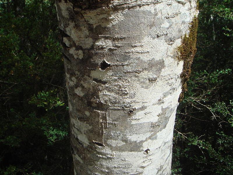 Photo of European Mountain Ash (Sorbus aucuparia) uploaded by SongofJoy