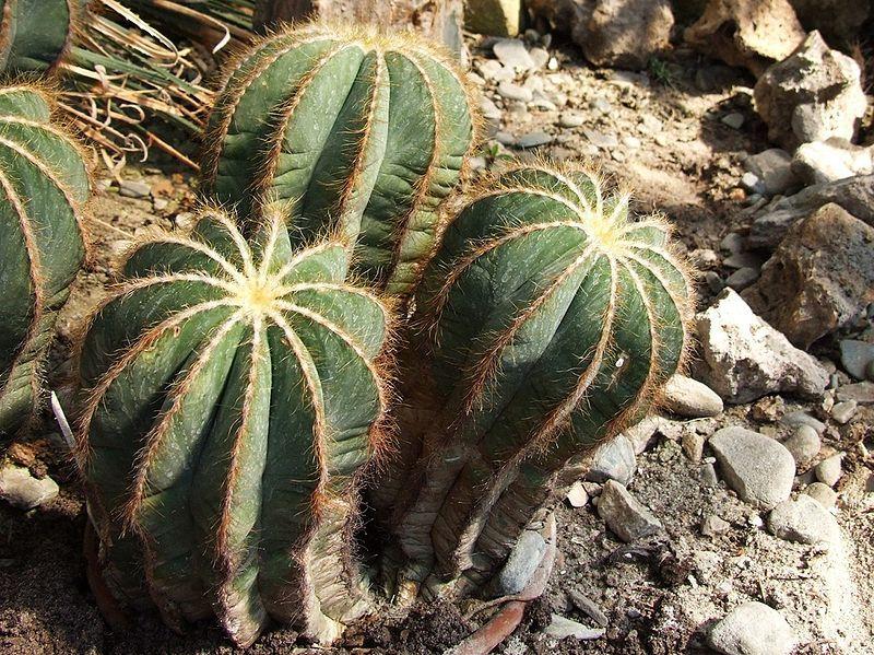 Photo of Ball Cactus (Parodia magnifica) uploaded by SongofJoy