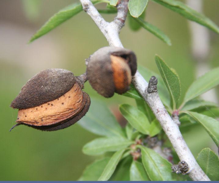 Photo of Almond (Prunus dulcis) uploaded by SongofJoy